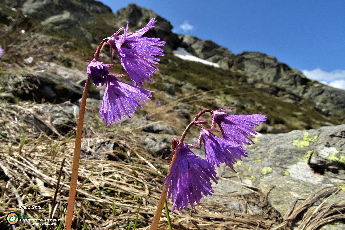 64 Soldanella della silice (Soldanella pusilla).JPG